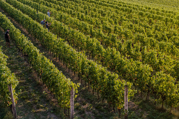 Why Goriška Brda Is the Wine Region You'll Wish You'd Visited Sooner